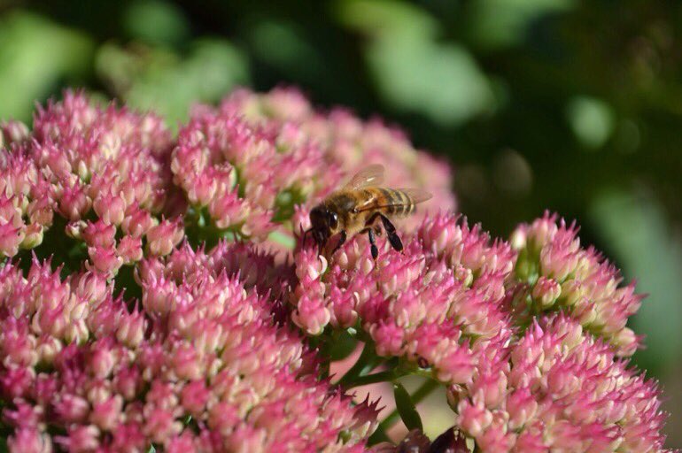 LGSpace's tweet photo. Want to help insects?
🐝 Don't be too tidy
🐝 Don't use pesticides and weedkillers
🐝 Let some grass grow long
🐝 Let dandelions grow
🐝 Plant lavender or sedums
🐝 Leave some nettles
🐝 Have an undisturbed wood pile
🐝 RT
🐝 More https://t.co/FMgSicetX5 https://t.co/KUsOPdVl9X