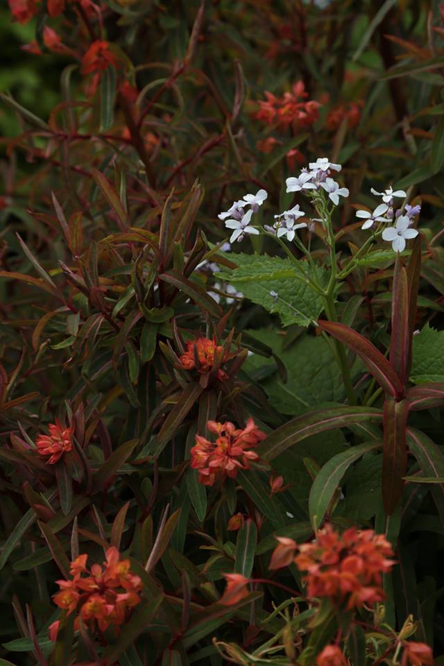 CallyKevin's tweet photo. Today, Kevin received some fantastic photographs of Cally Gardens taken over the last 10 years. Even better, some of the photographs show plants that are maybe still lost under their neighbours and yet to be discovered and some pictures also include their labels! https://t.co/K9gNS4xji6