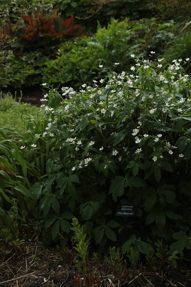 Today, Kevin received some fantastic photographs of Cally Gardens taken over the last 10 years. Even better, some of the photographs show plants that are maybe still lost under their neighbours and yet to be discovered and some pictures also include their labels!