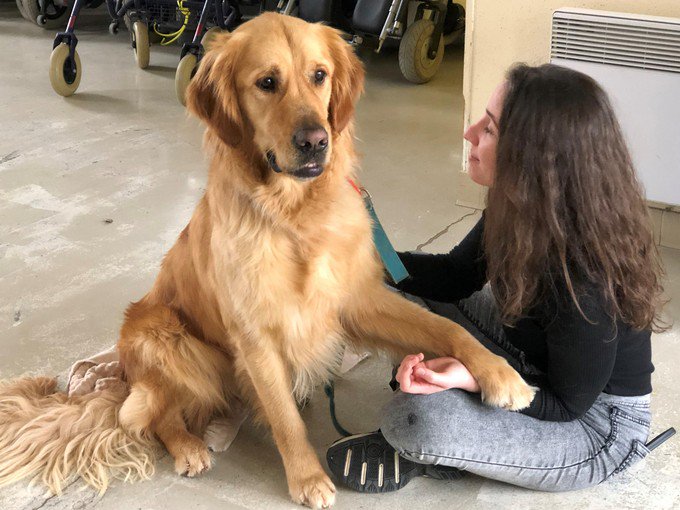 leditiondusoir's tweet photo. Dans ce lycée normand, les élèves câlinent des chiens à la pause-déjeuner #alençon
https://t.co/D2FDpMSuSi https://t.co/gkunvhbHHE