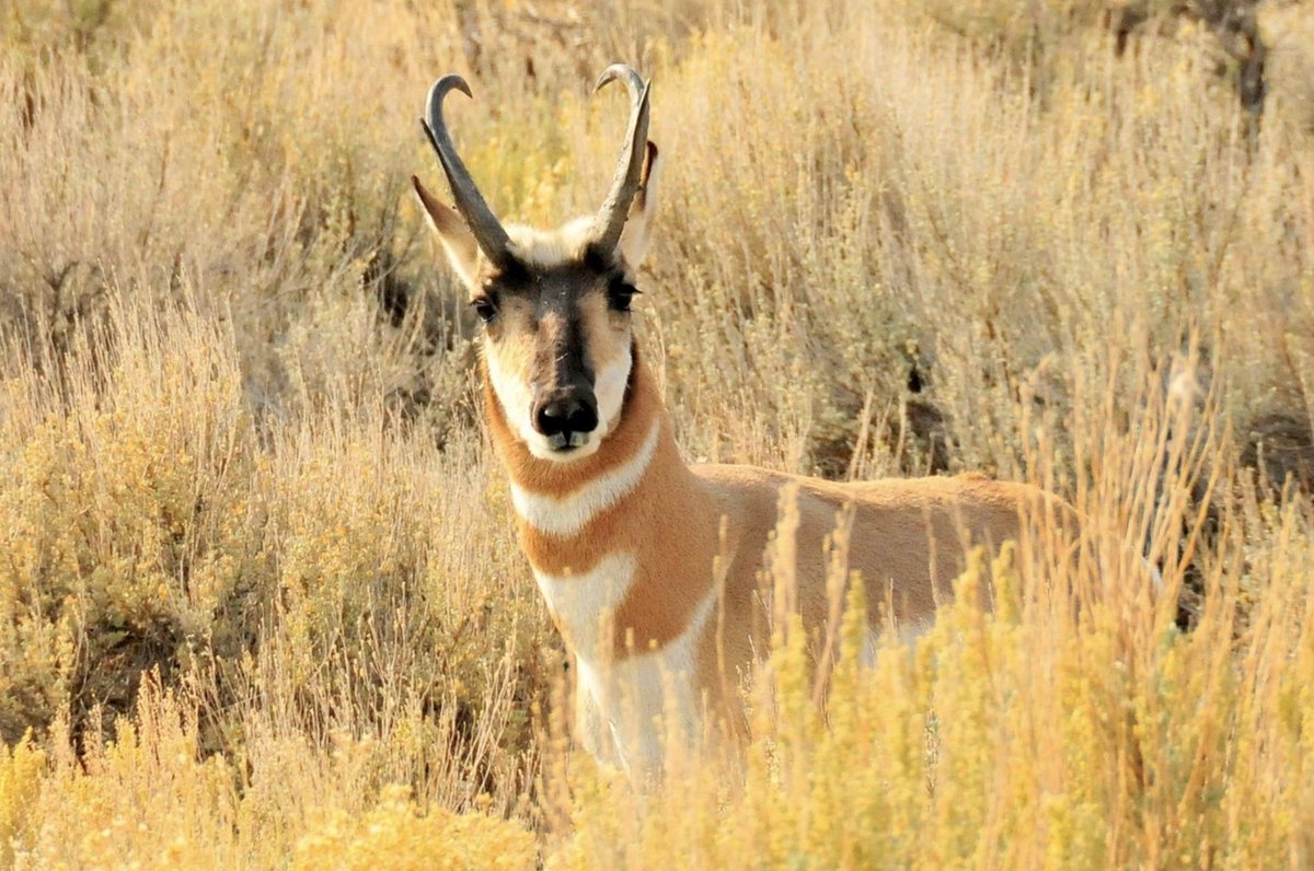 Oh give me a home, where the buffalo roam, and the deer and the pronghorn play! It's important to protect migration corridors. 
bit.ly/2tU3RE8
#Pronghorn #MigrationCorridors #Outdoorzlife