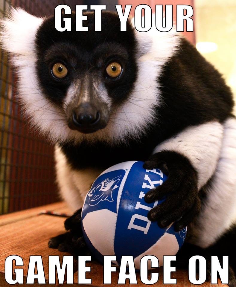 DukeLemurCenter's tweet photo. Who's ready for Duke-UNC tonight at 9:00?! WE ARE!! Round three is on! 🏀😈 #ourblueisbest #gthc #goduke #gameface #tourneytime #zionisback #dukeunc @WorkingatDuke @DukeU @DukeAlumni https://t.co/TiCXtX5I10