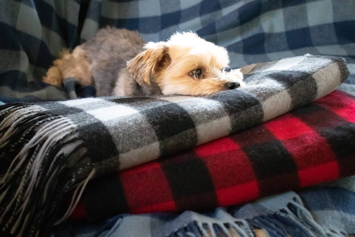 ThreadEx's tweet image. Been a long week? Same. Time to get wrapped up on the couch with our 100% wool throws! Only available at threadex.com
