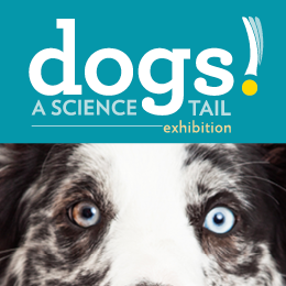 canineorg's tweet photo. 🐶Special exhibition Dogs! A Science Tail opens tomorrow @casciencecenter 🐾Sniff out the science behind our puppy love in this fun, hands-on exhibition for humans. Purchase tickets at https://t.co/cGdjpamPqq #DogsAScienceTail You can use promo code 'TREAT' to save on tickets! https://t.co/VGFM0MAF8A
