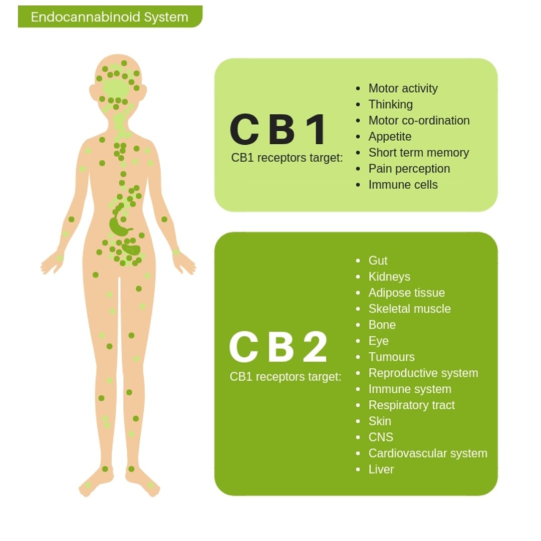 CbdComfort's tweet photo. CB1 receptors are typically found in the brain and the nervous system.Cannabinoids that target these can have an effect on coordination, pain modulation and metabolism.
CB2 receptors are primarily found in the immune system and thus are thought to act in a protective role.
#CBD https://t.co/7h3C6YiVFL