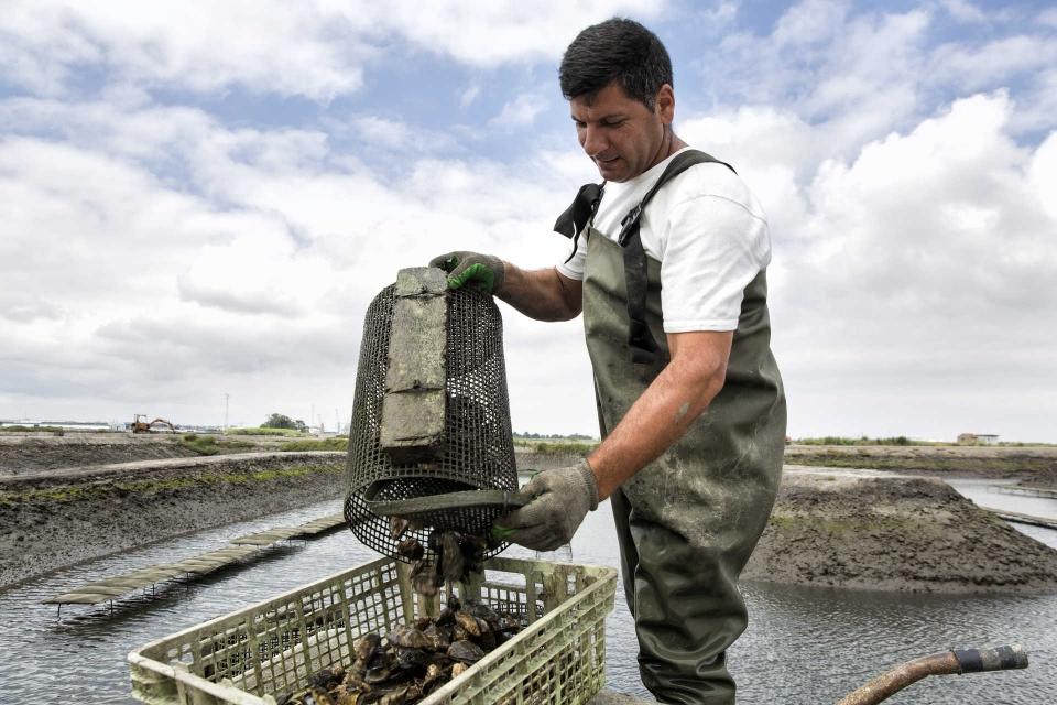 JorgeCarmo9's tweet photo. #Aveiro #oysters #seafood 🇵🇹😋 Don't miss Aveiro's Oyster Festival on March 23rd! // Aveiro: Está a chegar um #festival para os amantes de ostras. O Festival das Ostras acontece no próximo sábado, dia 23, e conta com produtores do todo o país. https://t.co/4N8H6KRnYX https://t.co/Z9JO7pOIkn