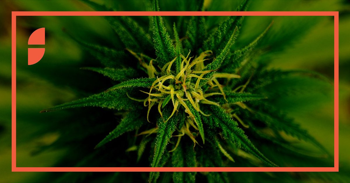 The effect of the new Cannabis Act on law firms, Morris Szwimer is quoted in a Canadian Lawyer article. To know more, click here.  👇
spiegelsohmer.com/2019/03/15/eff…
#cannabis #marijuana #cannabislaw #cannabislawyer