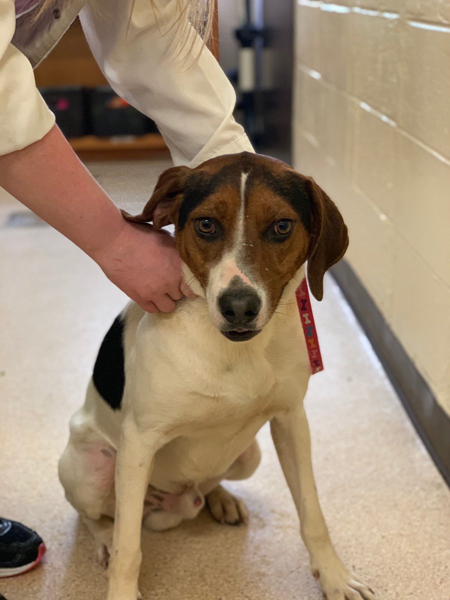 forteriespca's tweet photo. Red, Mary, Gracie and Jolly still available for adoption come meet these sweet pups 🐶🐶 https://t.co/Eh6XhsdJCM