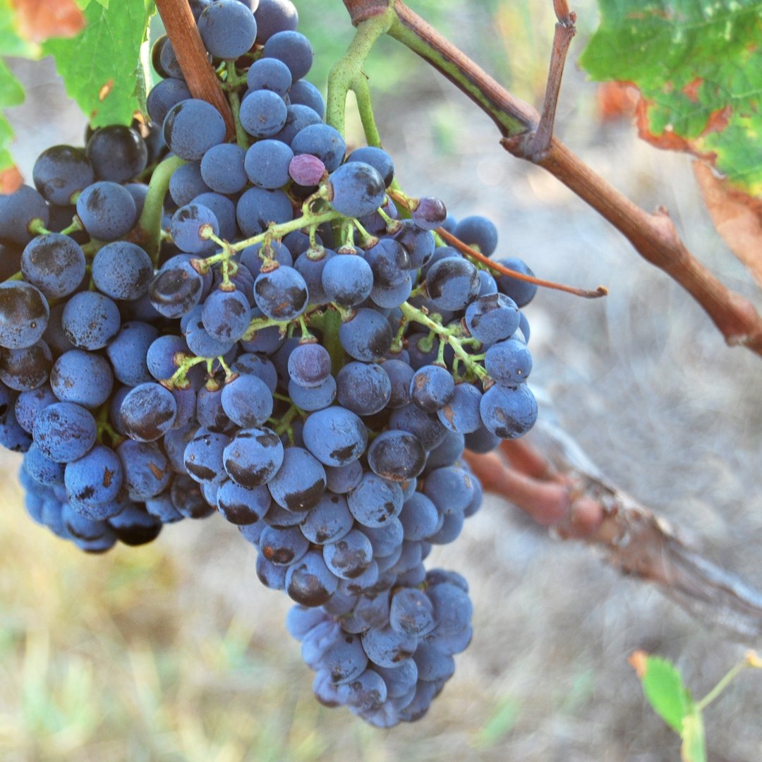 In addition to its 18 DOC and DOCG wines, Sardinia has 15 IGTs, the most of any region. Quality reds and whites are produced within the region, with a slightly greater output of red wine.

#TasteThePassion #DrinkItalian #ItalianWine #Sardinia 

Photo © Paolo Ardiani/123rf.com