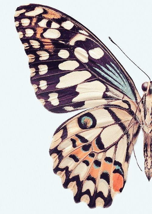 ❃*:･ﾟ┊› Mariposa triste, leona cruel,
Di luces y sombra todo en una vez.

Cuando fui leona nunca recordé
Cómo pude un día mariposa ser.

Cuando mariposa jamás me pensé
Que pudiera un día zarpar o morder. ‹┊｡⊹˚❃*

        ─ #Alessia