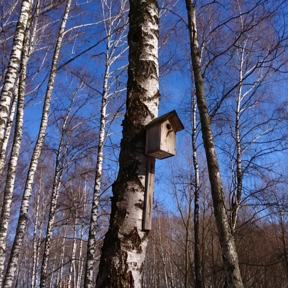 krivoluchie's tweet image. Ждём гостей 🐦🐦🐦
#Март 
#ДомНаДереве 
#БерезоваяРоща 🌱🍀