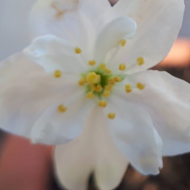 oihane's tweet image. Será la pera?

#macrophoto #macropro #pixter ift.tt/2TD1Ifs