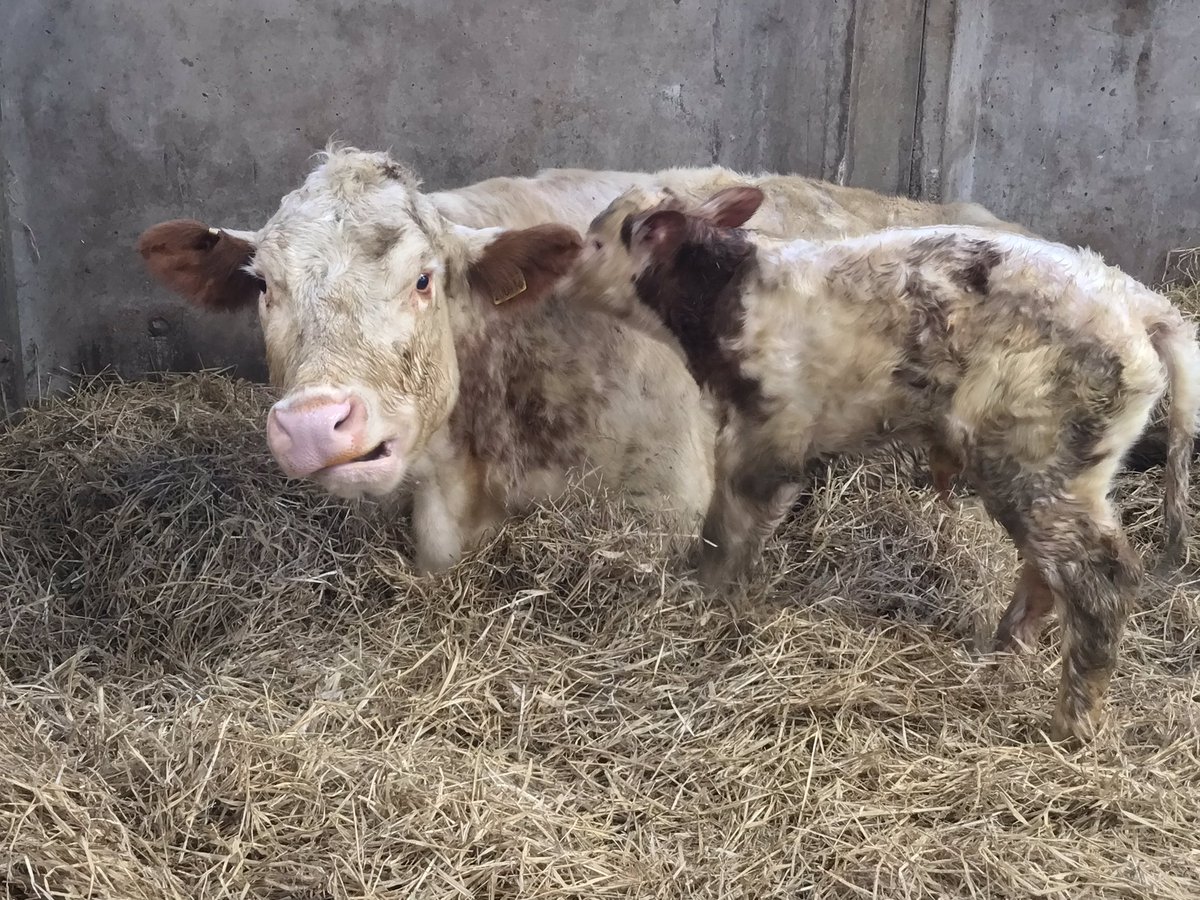 Appinfarmer's tweet photo. First calf of the season ,a lovely cross simmy heifer and hopefully a keeper. Calving all go now !
#thisfarminglife #akeeper #firstcalf #BanditBabe https://t.co/7UYk4JvQCO
