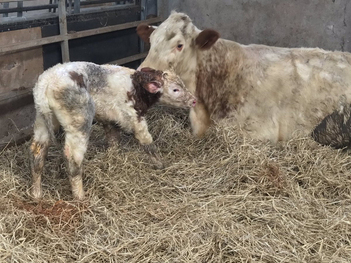 Appinfarmer's tweet photo. First calf of the season ,a lovely cross simmy heifer and hopefully a keeper. Calving all go now !
#thisfarminglife #akeeper #firstcalf #BanditBabe https://t.co/7UYk4JvQCO