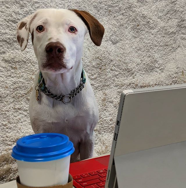 ClimbBasecamp's tweet image. Friday nights are made for climbing!

Our hardest working staff member is excited to wrap up his work week and we hope you are too!
.
This week's #dogsofbasecamp is baby Morty ❤️ #dogsofinstagram
#dogs 
#dogswelcome
#climbing
#rockclimbing
#climb
#indoor… ift.tt/2O5Khhu