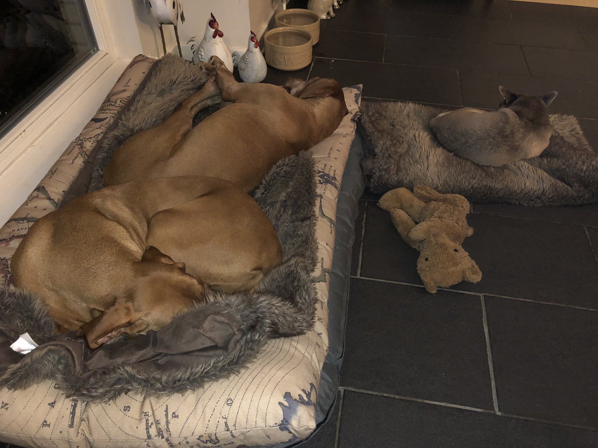 TheMistressRox's tweet photo. Kitchen flumpage after a long walk #Vizsla #MexicanPointer #MyWorld https://t.co/yl2LPQ6i4t