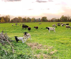MeierOrganic's tweet photo. Fresh Lamb this Saturday! - https://t.co/UOldVeWGkT https://t.co/0CGekM2qCp