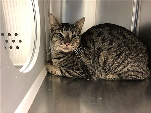 normanokpd's tweet photo. FREE PET ADOPTION EVENT: Norman Animal Welfare will be waiving all adoption fees through Saturday, March 16. Go to https://t.co/paHQsaCb65 to view all the great adoptable animals, information on the shelter, and hours of operation. #NormanAnimalWelfare #FreeAdoptionEvent https://t.co/K3Pkb8t5Xl