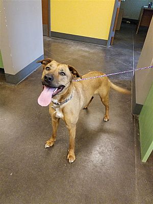 normanokpd's tweet photo. FREE PET ADOPTION EVENT: Norman Animal Welfare will be waiving all adoption fees through Saturday, March 16. Go to https://t.co/paHQsaCb65 to view all the great adoptable animals, information on the shelter, and hours of operation. #NormanAnimalWelfare #FreeAdoptionEvent https://t.co/K3Pkb8t5Xl