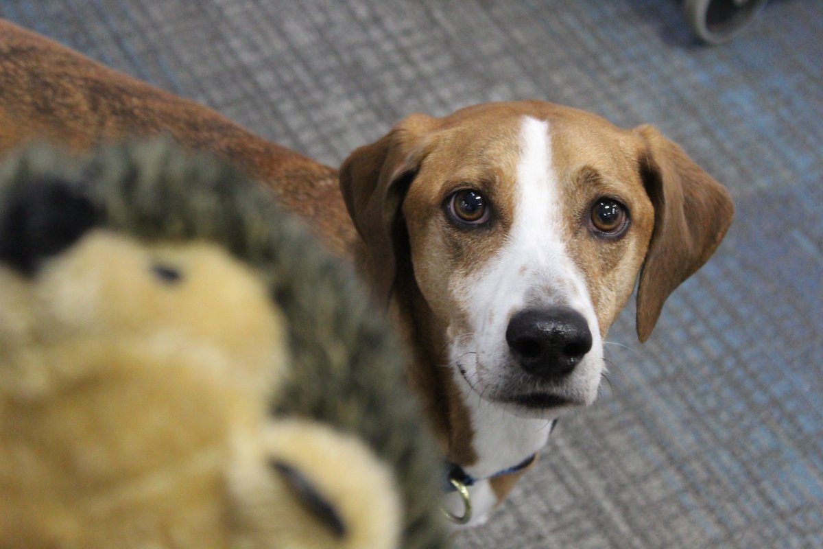 "Stop taking photos of me and gimme back my toy, human."

I was greeted by this sweet face today at our Production Facility. 🥰 Bring Your Dog To Work Day is the best day - don't @ me

Meet Rex!
