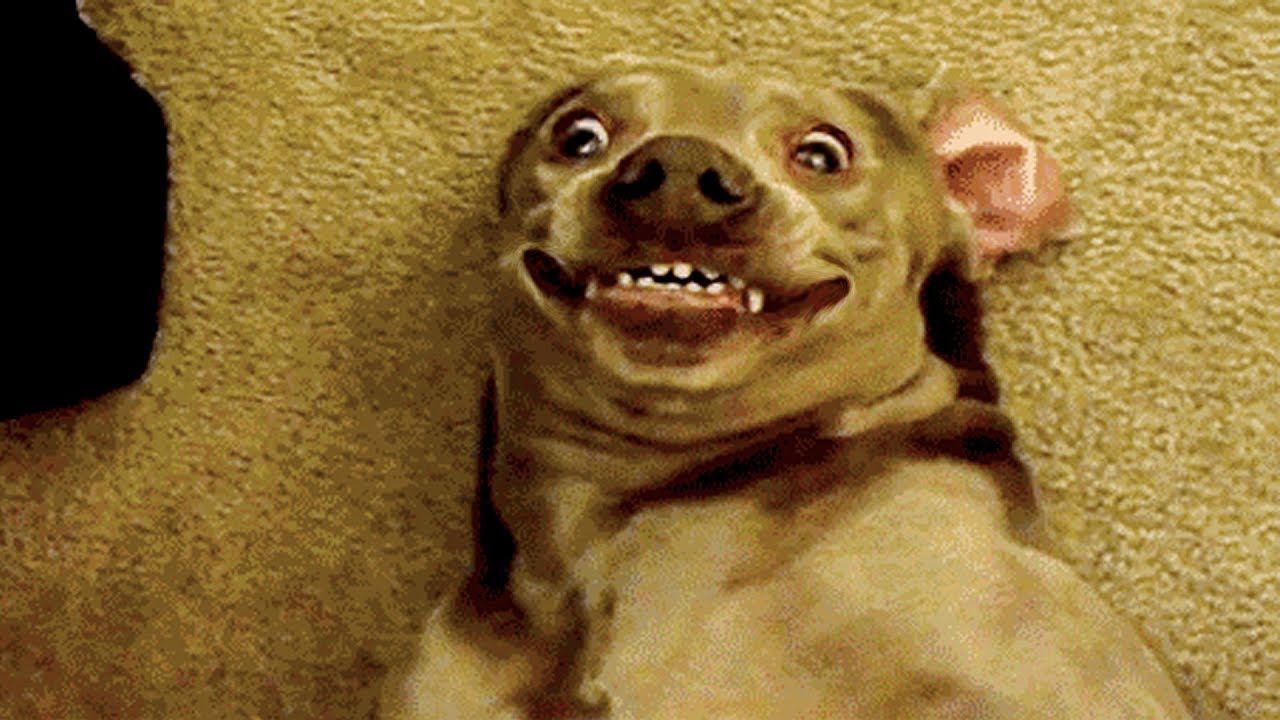 Super funny deals videos 2019