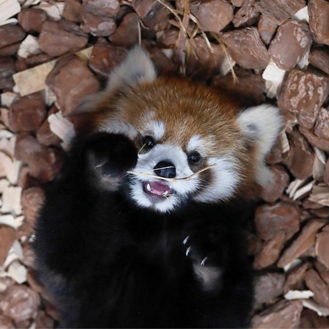 Pandas union