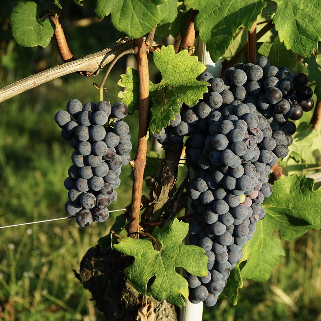 Italy's northwestern most region, Piedmont, stands proud as the region with the most DOC and DOCG zones in Italy. The region produces a variety of high-quality wines, but is best known for its bold reds like Barolo DOCG.

#TasteThePassion 

Photo © Gianfranco Coscarella/123rf.com
