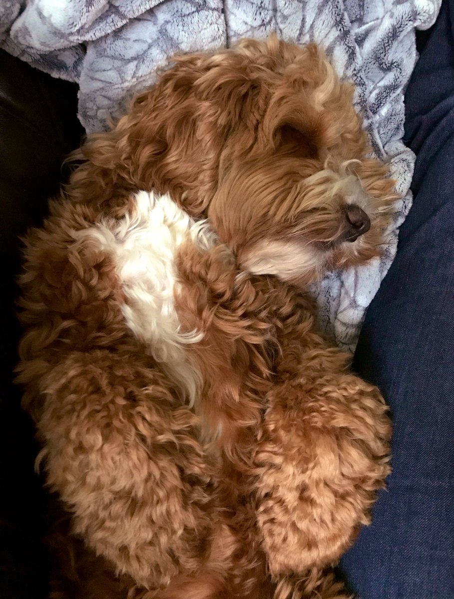 parker_chops's tweet photo. Perfect Friday.... Surfing for goodies @Tesco, 😴 & 🎾s in the Park 🌼 with da folks😁 #spring #dogslife #dogsofinstagram #cockapoo #dogs #cockapoolife #cutedogs #puppylove #lovecockapoo #happy #dogsoftwitter #dogsofinstagram @FluffSociety #lovemydog #doglovers https://t.co/sMLQyzAoWD