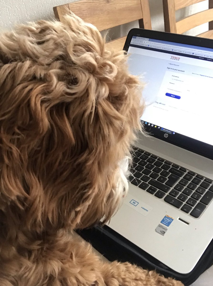 parker_chops's tweet photo. Perfect Friday.... Surfing for goodies @Tesco, 😴 & 🎾s in the Park 🌼 with da folks😁 #spring #dogslife #dogsofinstagram #cockapoo #dogs #cockapoolife #cutedogs #puppylove #lovecockapoo #happy #dogsoftwitter #dogsofinstagram @FluffSociety #lovemydog #doglovers https://t.co/sMLQyzAoWD
