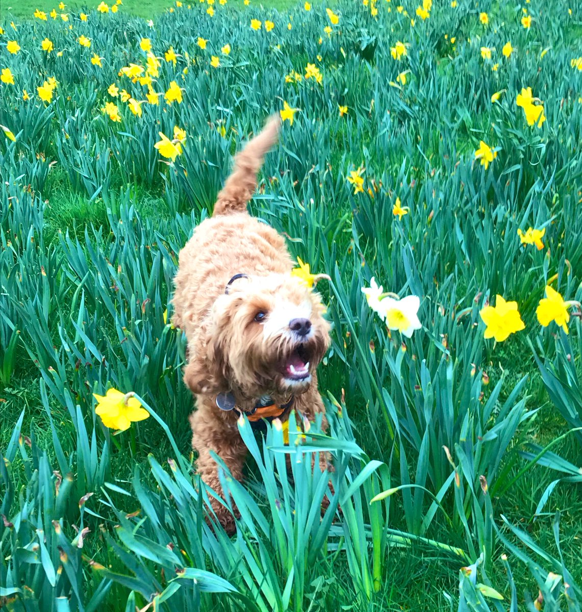 parker_chops's tweet photo. Perfect Friday.... Surfing for goodies @Tesco, 😴 & 🎾s in the Park 🌼 with da folks😁 #spring #dogslife #dogsofinstagram #cockapoo #dogs #cockapoolife #cutedogs #puppylove #lovecockapoo #happy #dogsoftwitter #dogsofinstagram @FluffSociety #lovemydog #doglovers https://t.co/sMLQyzAoWD