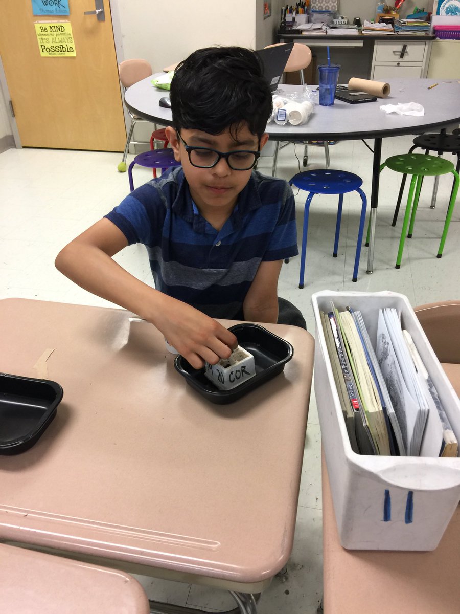 DeniseRCorona's tweet image. Today we planted our brassica seeds. This is the superhero of the plant world. Short life cycle, produces lots of pollen and eggs, and thrives in a crowd! ⁦@CarpElem⁩ #thirdgradescience #brassicaplants