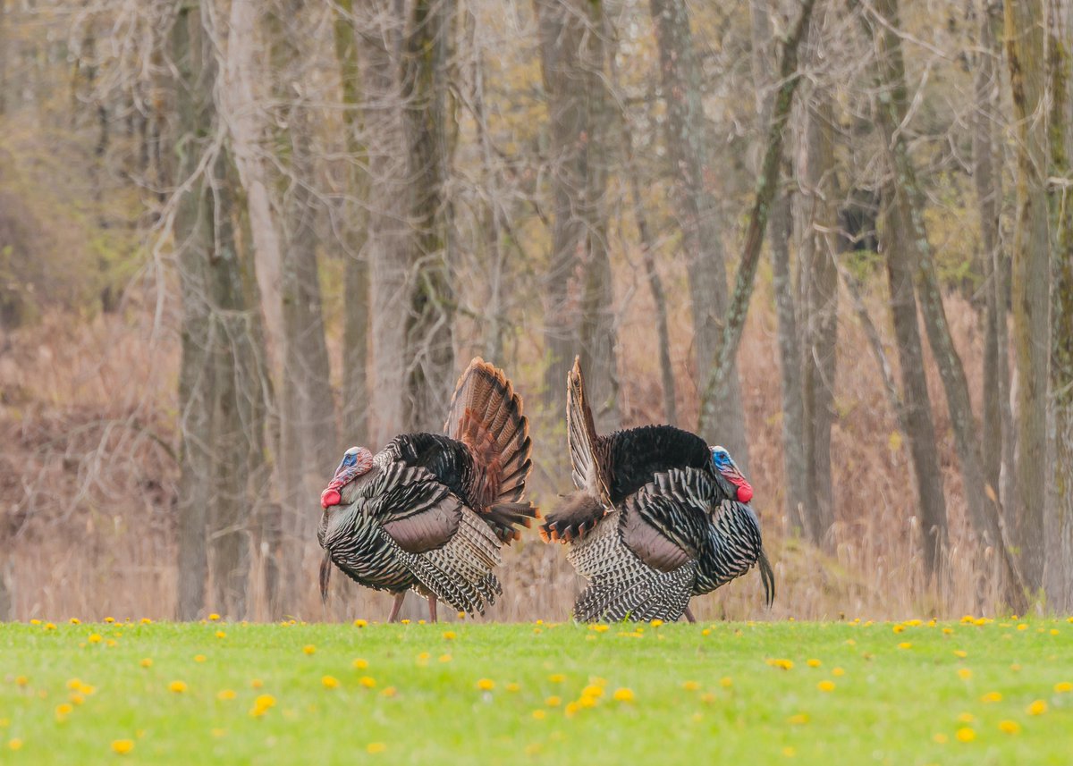 Tag your buddy who's gonna have your back this turkey season. 
Who is going to be in the turkey woods this weekend? #KnightandHale #Turkey #TurkeySeason #TurkeyHunting