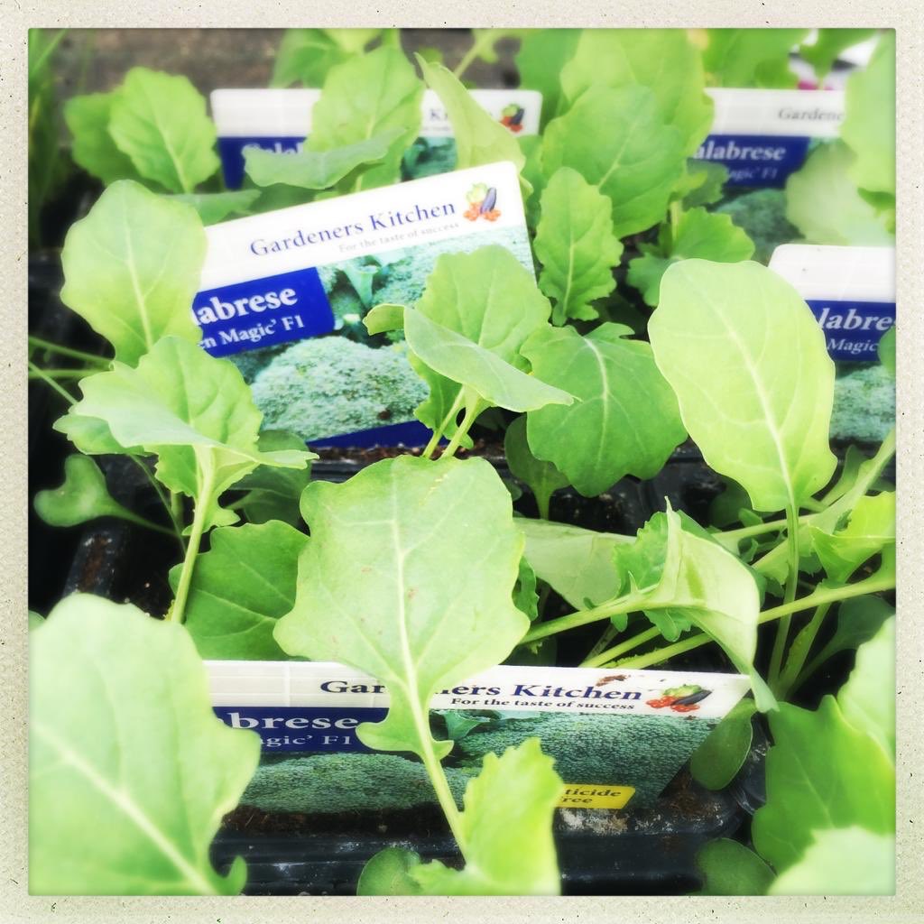 Our veg plants are here! Little green beauties waiting for a spot on your plot
