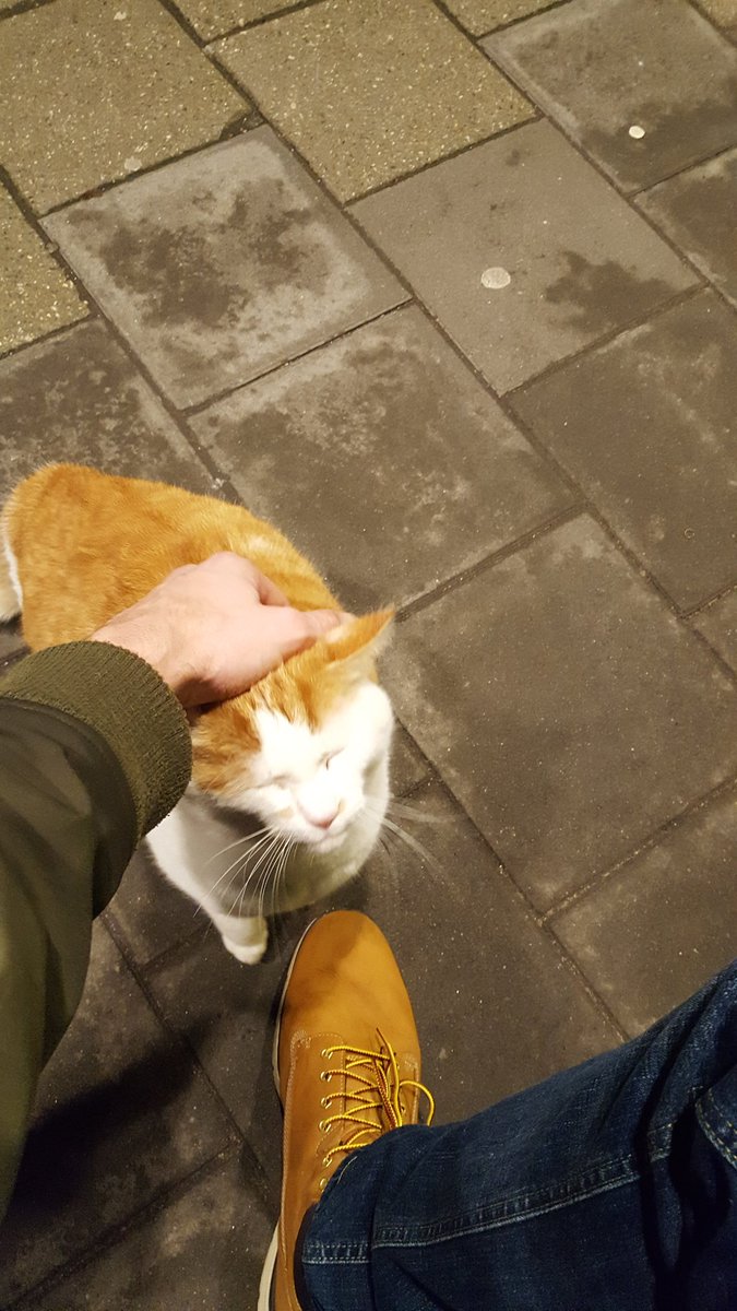 Knuffelkat op station Utrecht overvecht. Dat is pas #treinleven