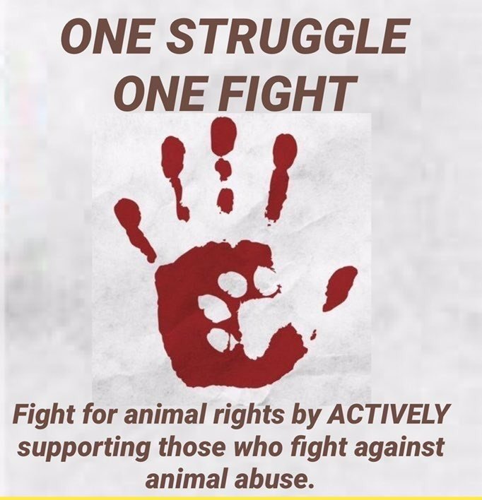 #ImThankfulFor ALL the #AnimalAdvocates , #ara who speak out daily AGAINST the USE of animals in any manner.

#StopAnimalAbuse
#AnimalRights
#AnimalsAreSentient
#Teamwork 🐾👣💙
