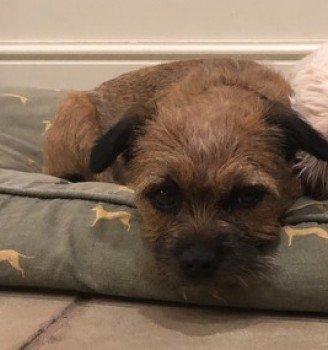 millypod1's tweet photo. π09 Mar 2019. GEORGE #Lost #STOLEN?#ScanMe #BTPosse
Small Border Terrier Female
Fields at #Faddiley nr #Nantwich #Cheshire #CW5
#CW3 #SY13 #STILLMISSING PLZ SHAREπ’
https://t.co/JgzjLZ4Zjh β¦ https://t.co/vJmQdv7au4