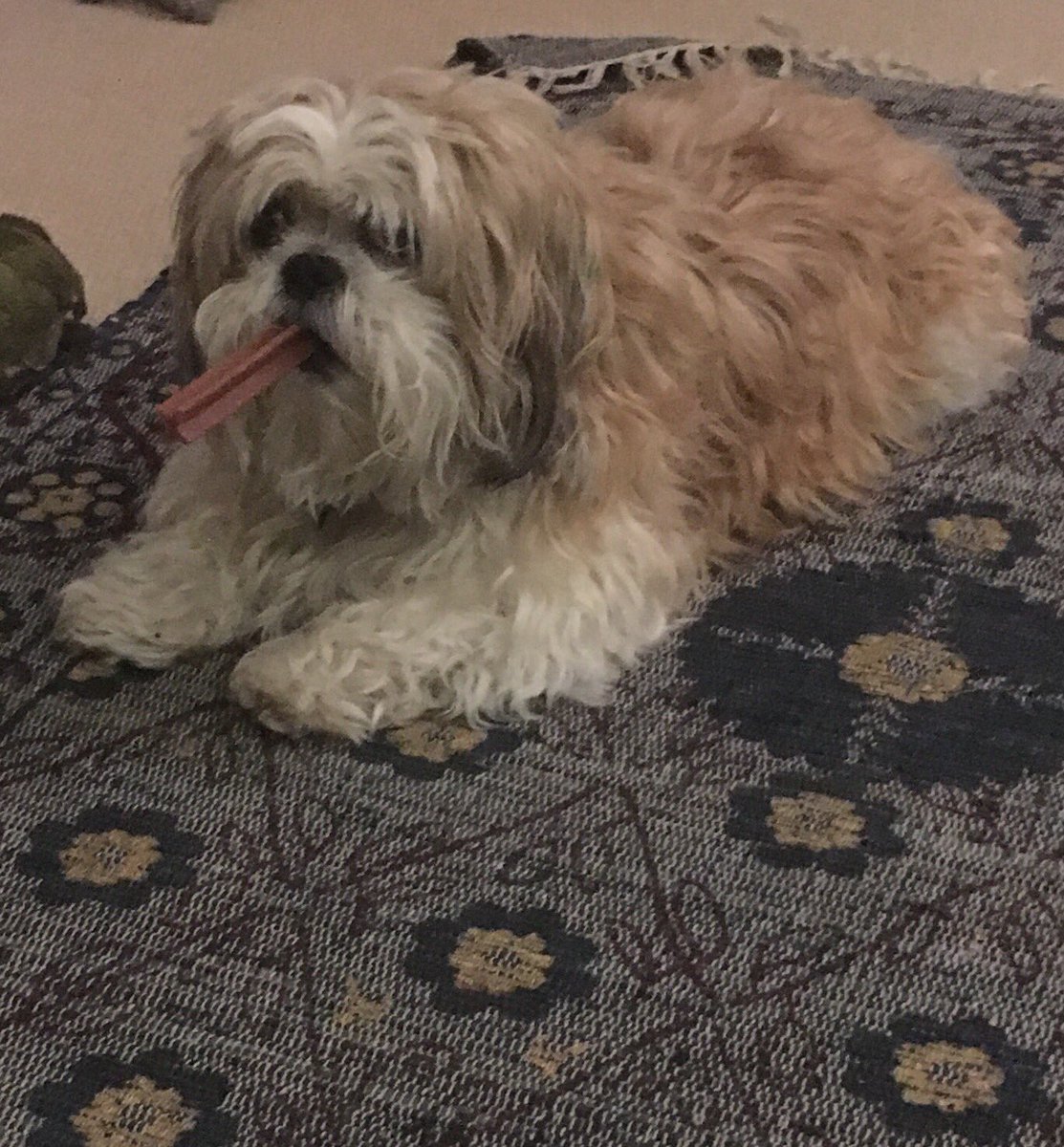 Flash the Shih Tzu tweet media