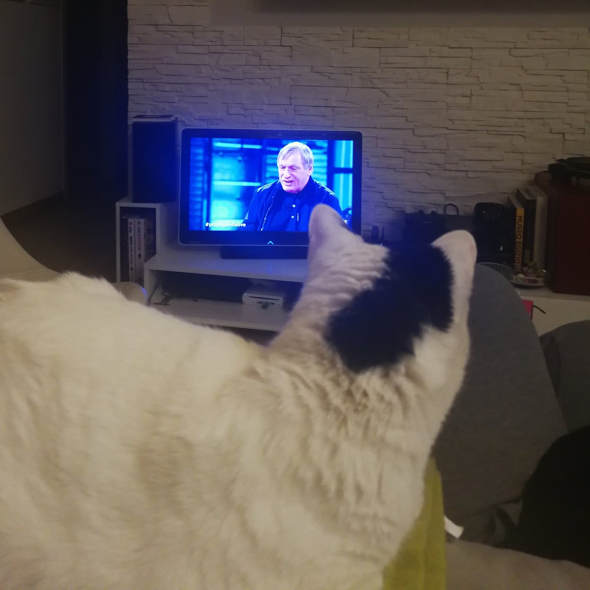 DiCostenaro's tweet photo. "Dio non è cattolico." Ok hai tutta la mia attenzione.
#amythekitty #propagandalive #donciotti #donciottiidolo @welikeduel https://t.co/J62qYoFBqf