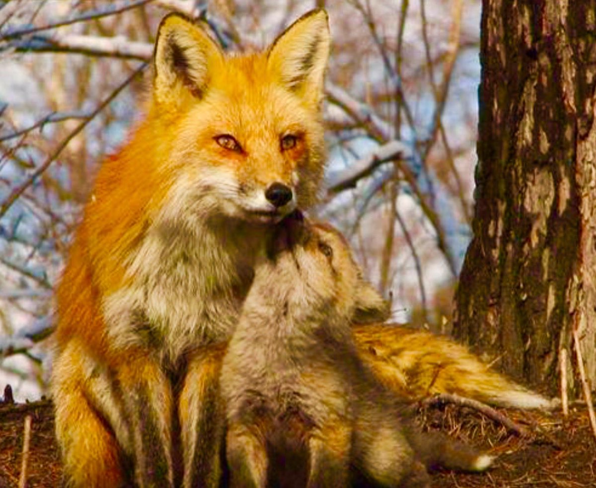 sweetrhythms's tweet image. #CUTEST #PHOTO

Pic via @PolakPotrafi333 @LOYALFAN1