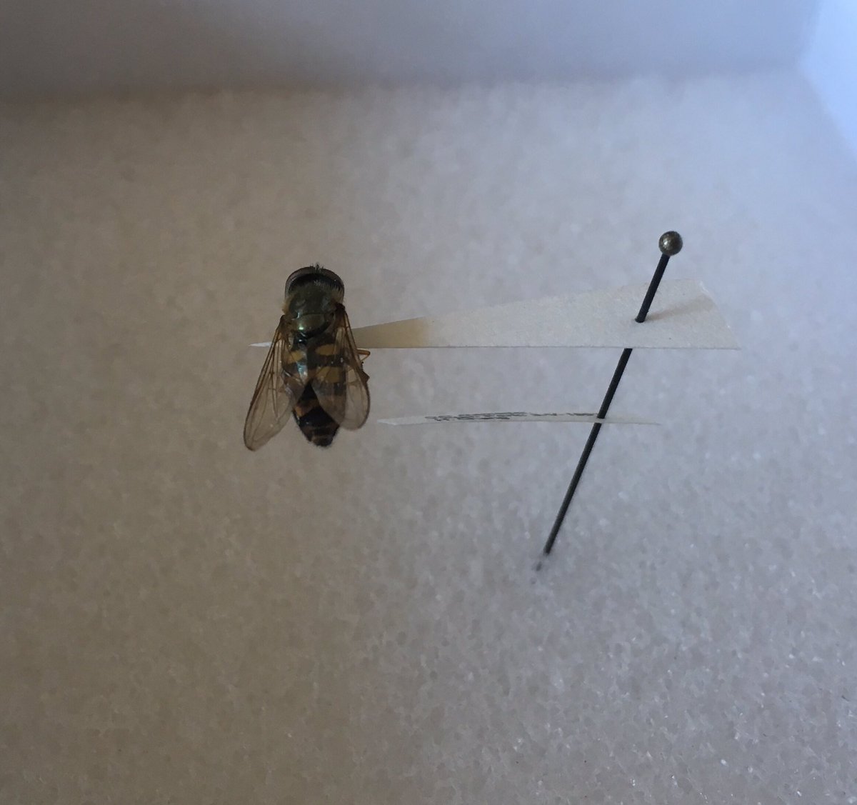 Spotted this point mount in misc  drawer of the teaching collection. Couldn’t stop laughing. #Flyfriday <a href="/flygirlNHM/">Dr Erica McAlister</a>