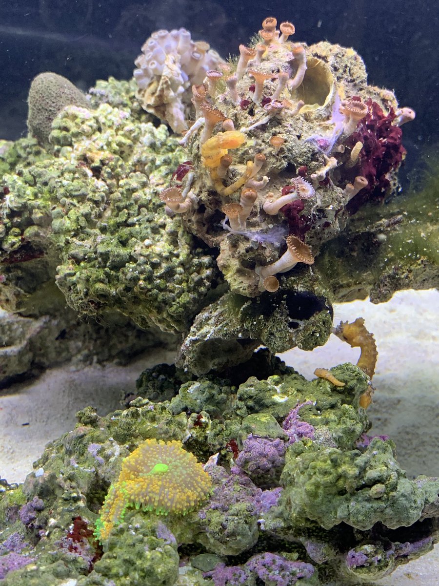 ボタンポリプ
