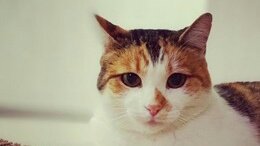gatogazzu's tweet photo. Encontremos un hogar para Mona: RT
Soy un hermosa gatita, en busqueda de un hogar en donde se me quiera y comprenda. preferiría no tener que compartir a mi humano con más de otro gato . conóceme en persona en @tiendadelgato 
#AdoptaNoCompres #cats #gatos #Catlover https://t.co/EvDxNixfsr