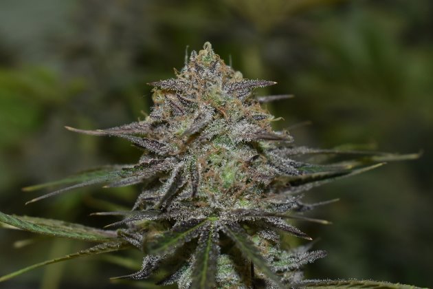 rarofarm's tweet photo. #WhiteRabbit #CannabisMedicinal #Cbd #Thc #RegularSeed ๐๐๐พ๐ฟ๐ฟ#FF @raroweed https://t.co/xn2o1gYc2J