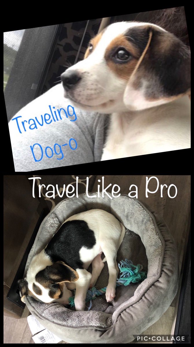 Tango38475664's tweet photo. First #roadtrip and ❤️ing it! #PetLife #ThisIsHowWeRoll #TravelingDogO #DogsofTwittter https://t.co/8SCJsYBe4V