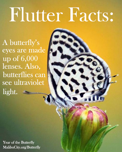 MalibuCSD's tweet photo. FLUTTER FACTS ๐ธ Did you know that butterfliesโ eyes are made of 6,000 lenses? Also, they can see ultraviolet light. We love learning more and more interesting facts about butterflies!
#FlutterFacts #YearOfTheButterfly #OnlyInTheBu
https://t.co/yCNKCKLF2z https://t.co/15680qAfZI