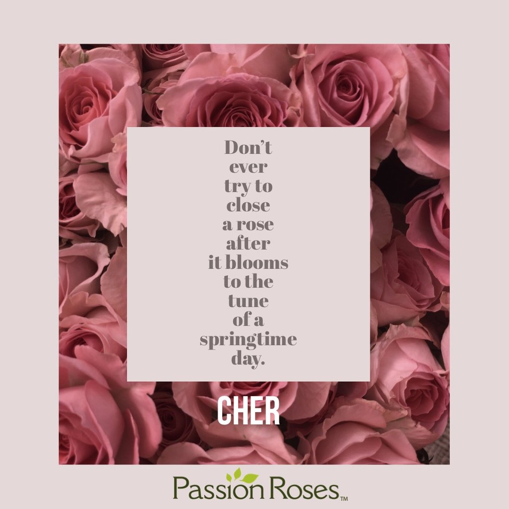 passionroses's tweet photo. #rose #rosequote #passionroses #passiongrowers #flowerstagram #flowers #roses #flower #quoteoftheday #instagood #lifestyle #instaquote #songlyrics #cher #wordsofwisdom https://t.co/Je6hHsWS54