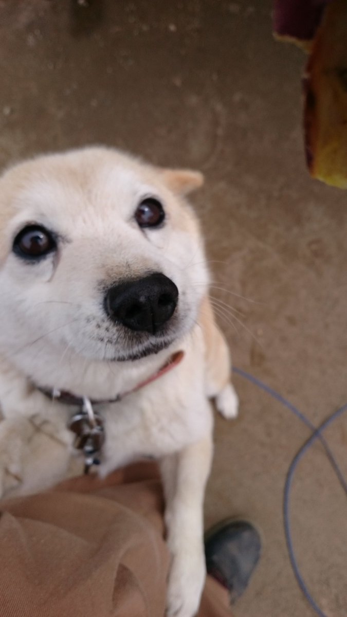 いもむすこ tweet media