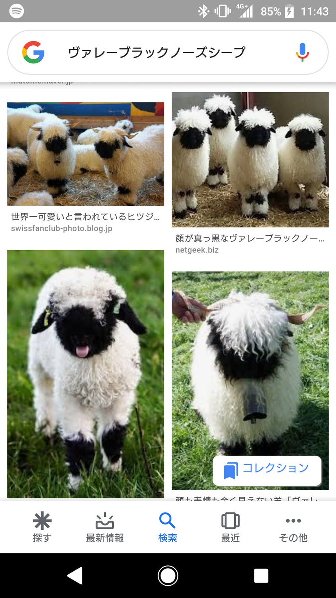 ヴァレーブラックノーズシープ Hashtag Pa Twitter ヴァレーブラックノーズシープ Hashtag Pa Twitter
