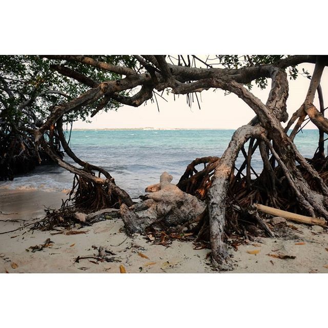 luidrustig's tweet photo. If only we could walk trough a #portal like this in a #mangrove and #travelon to the next #destination. But our #traveling has ended again and we are flying back to Belgium tonight. Thank you #colombia, you are a truly #wonderful country with a lot of #d… https://t.co/tKAXFUiqtG https://t.co/Tz2fQhJbxD