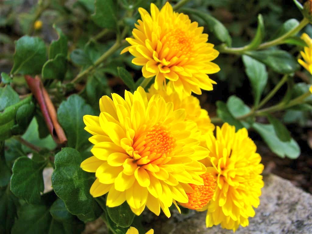 madhumita6's tweet photo. The #yellow in all glory today
#mybalconygarden #throughmylens #throughmycamera https://t.co/exeQgfvtOy